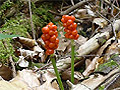 Bunte Farbtupfer im Wald