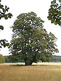 Naturschutzgebiet Mnchbruch