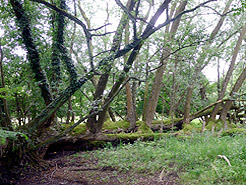 Wald mit Totholz