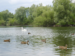 Mnchbruchweiher