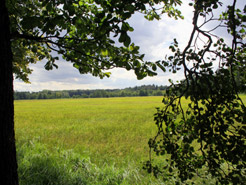 Stromtalwiese