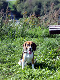 Beagle Finley auf dem Gipfel