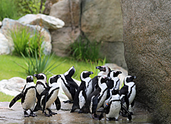 Brillenpinguine