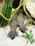 Blauer Stachelleguan