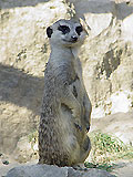 Erdmännchen
