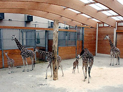 2011: Giraffennachwuchs im Opel-Zoo. V.l.n.r.: Mary, Lucie, Lisa, Karl, Katharina, Maud, Luke