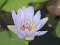 Seerose