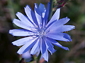 Blaue Blte 
