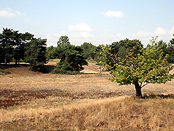 Binnendne im Sommer