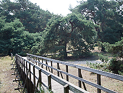 Steg im Naturschutzgebiet