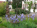 Lilien