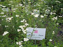 Apothekergarten