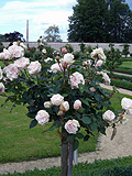 Stammrosen