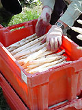 Erntefrischer Spargel