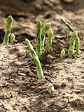 Grnspargel