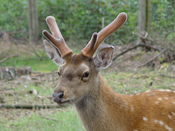 Damhirsch (Frhjahr)