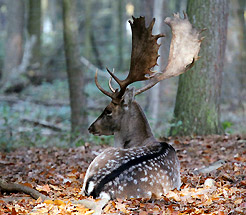 Damhirsch (Herbst)