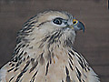 Turmfalke
