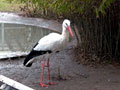 Storch auf Futtersuche