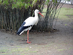 Gesehen im Vogelpark in Biebesheim
