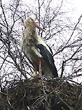 Zerstauster Storch unmittelbar nach seiner Ankunft aus dem Süden