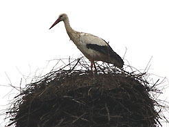 Stehender Storch im Horst