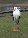 Storch im Vogelpark Biebesheim