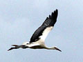 Storch