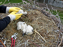 Beringung der jungen Strche. Foto: WG