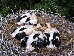 Jungstrche in Akinese