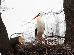 Warten auf die Partnerin?
