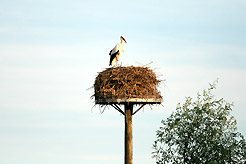 Storchennest 2012
