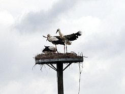 2009: zwei Jungstörche