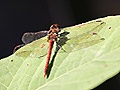 Feuerlibelle 