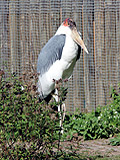 Marabu