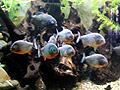 Piranhas