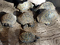 Griechische Landschildkrten