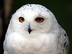Schneeeule