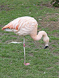 Flamingo