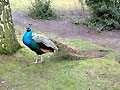 Pfau (Hahn)