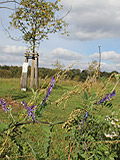 Naturbelassene Wiese