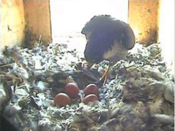 Nest mit vier Eiern 2011 (Webcam)