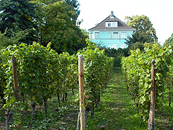 Weinberg in Rsselsheim
