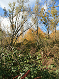 Naturlicher Bewuchs
