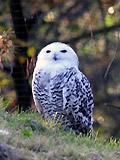 Schneeeule