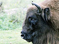 Bison