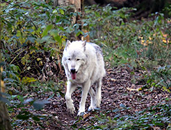 Polarwolf
