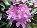 Rhododendronblüte