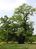 Eiche - Naturdenkmal im Schlosspark Wolfsgarten