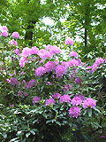 Rosa blühender Rgododendron